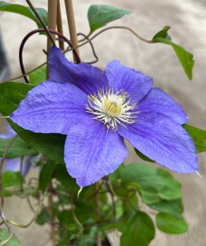 blue angel clematis in  bud