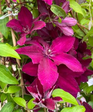 Clematis 'Red Pearl' Flowers
