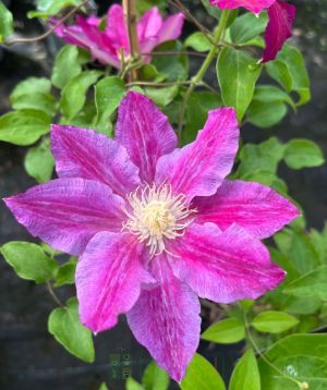Clematis Red Pearl