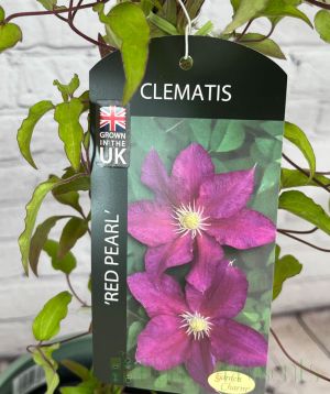 Clematis Red Pearl