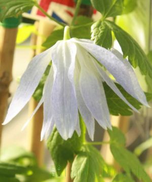 Clematis macropetala Flower