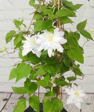 White Clematis Chalcedony