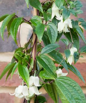 Clematis Winter beauty flowers