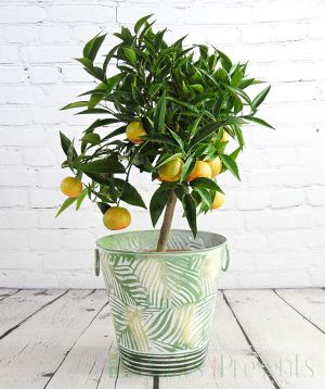 Large clementine tree with mature fruits