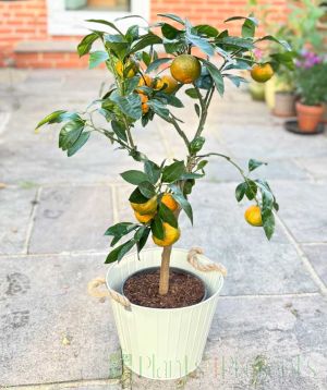 Large Clementine Tree on patio