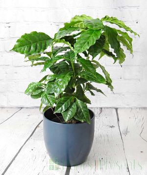 Large coffee plant
