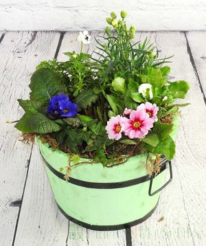 Seasonal flowering planted arrangement