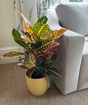 Croton Petra