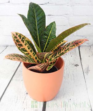 Croton Petra