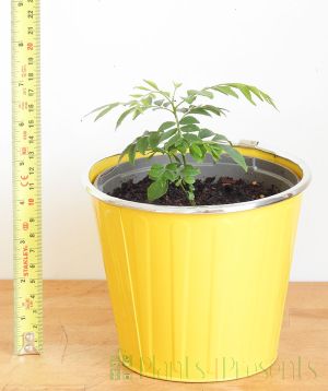 Curry leaf plant smaller