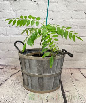 large curry leaf plant