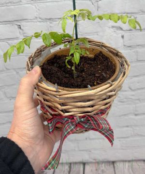 Curry leaf plants