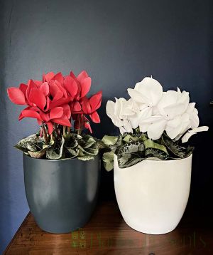 Red and White Cyclamen lifestyle shot