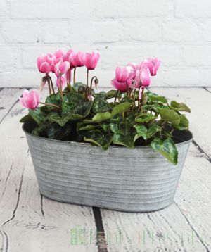 Cyclamen Planter         