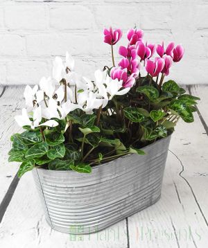 Cyclamen Planter         