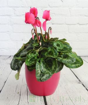 pink cyclamen