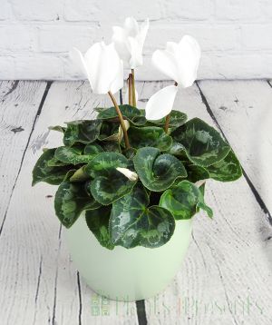 White cyclamen pot