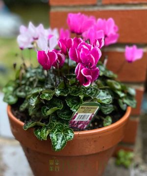 Cyclamen Patio Pot