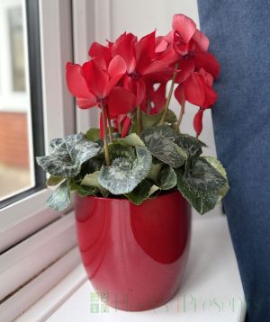 Cyclamen Pot with packaging and care instructions