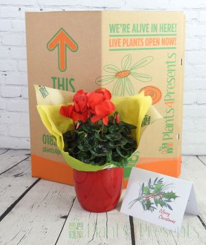 Cyclamen pot and box