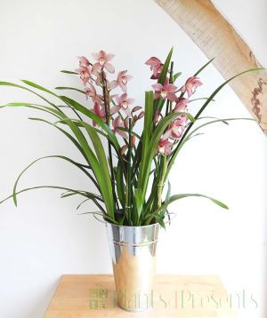 Pink Cymbidium