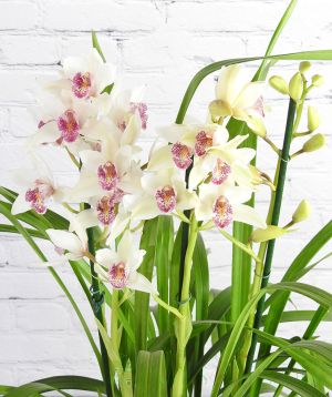 White Cymbidium with dark pink markings