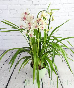 White Cymbidium