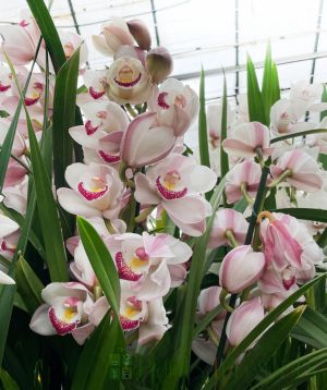 Cymbidium 2025 in eco friendly plant pot