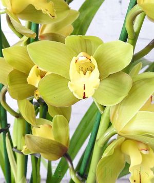 green Cymbidium