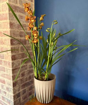 Cymbidium 2025 in eco friendly plant pot