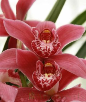 Dark Pink Orchid