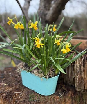 Daffodil Planter
