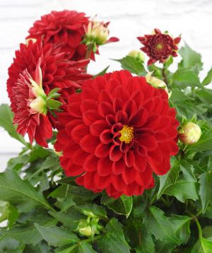 Red Dahlia