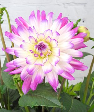 Purple and White Bicolour Dahlias