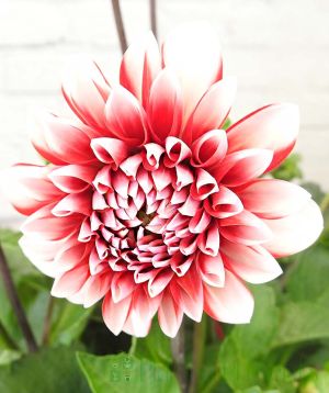 Red and white bi-colour dahlia