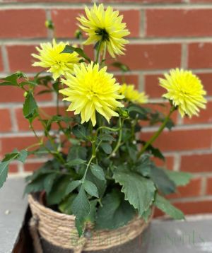 Dahlia yellow July 2025