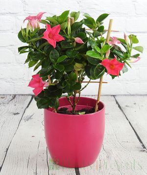 Dark pink dipladenia trellis