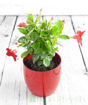 red dipladenia