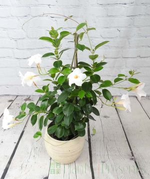 White dipladenia on trio of canes