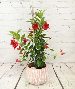 Summer Dipladenia