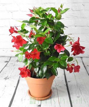 Dipladenia showing off in September 2025