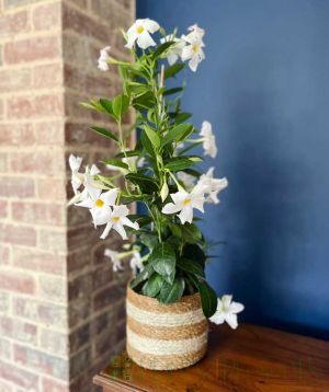 White dipladenia 2025