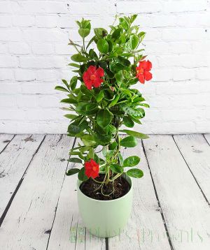 flowering and budding dipladenia