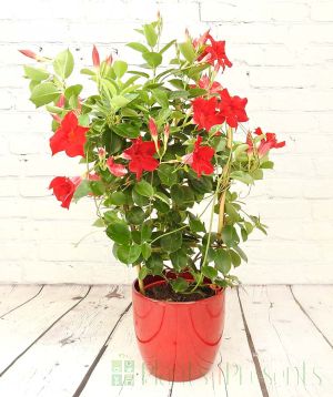 Dipladenia Trellis Red