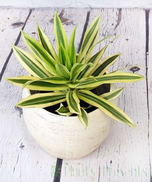 Dracaena houseplant in cream ceramic