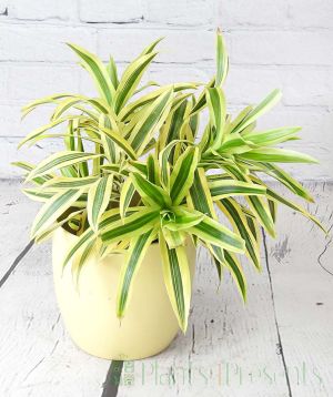 Dracaena