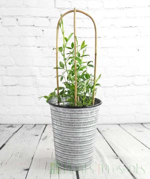 Everlasting sweetpea in vintage longtom