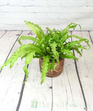 Birds nest fern in wooden pot