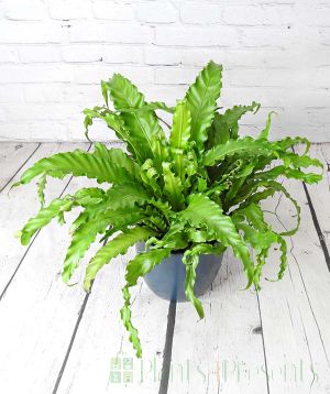 Birds Nest Fern