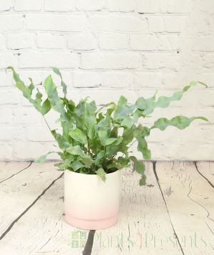 Blue star fern